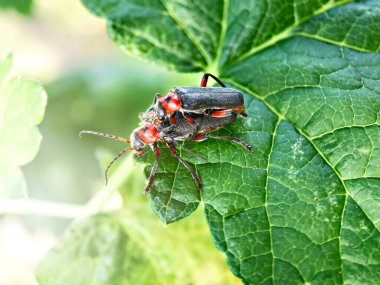 Bahçede yeşil bir yaprak üzerinde iki böcek.