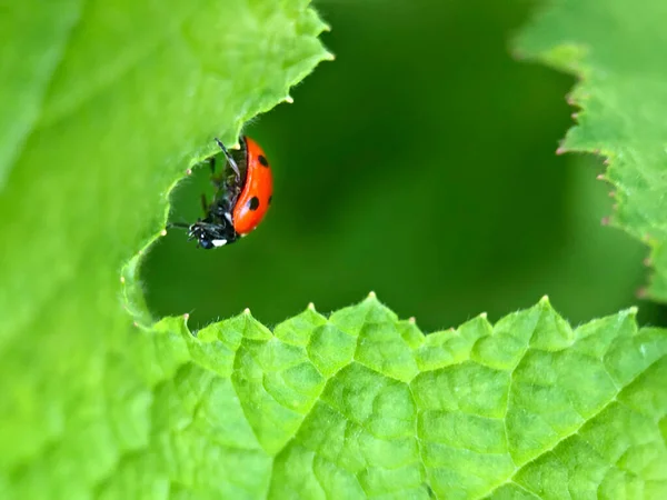 Red Ladybug Green Leaf Garden — Stock Photo, Image