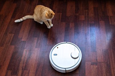 Kızıl kedi robot elektrik süpürgesinin temizliğini izliyor..