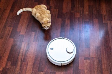 Kızıl kedi robot elektrik süpürgesinin temizliğini izliyor..