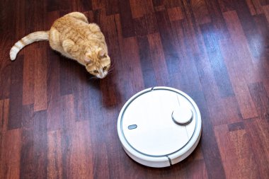 Kızıl kedi robot elektrik süpürgesinin temizliğini izliyor..