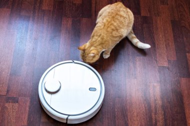Kızıl kedi robot elektrik süpürgesinin temizliğini izliyor..