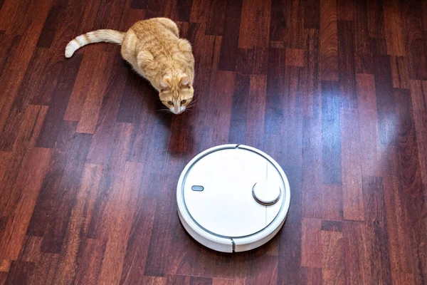 Kızıl kedi robot elektrik süpürgesinin temizliğini izliyor..
