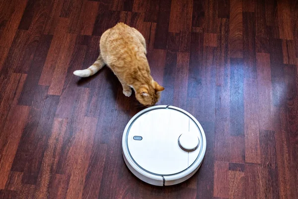 Kızıl kedi robot elektrik süpürgesinin temizliğini izliyor..