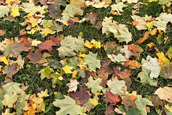 Hintergrund Der Herbst Gefallenen Bunten Blätter Auf Dem Gras — Stockfoto