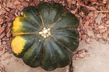 Hasat festivalinde yeşil bir balkabağıyla hayat. Sonbahar mevsimi.