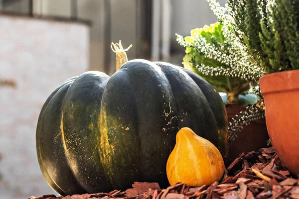 Natura Morta Con Una Varietà Zucche Fiori Fioriti Stagionali Alla — Foto Stock