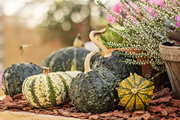 Natura Morta Con Una Varietà Zucche Fiori Fioriti Stagionali Alla — Foto Stock