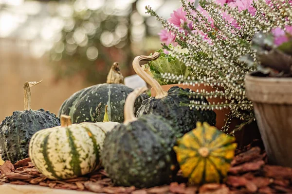 Natura Morta Con Una Varietà Zucche Fiori Fioriti Stagionali Alla — Foto Stock