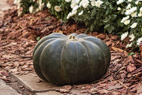 Still Life Green Pumpkin Seasonal Blooming Flowers Harvest Festival Autumn — Stock Photo, Image