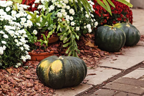 Natura Morta Con Zucche Verdi Fiori Fioriti Stagionali Alla Festa — Foto Stock