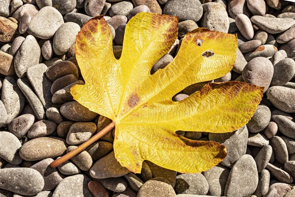 Yellow fallen Fig leaf on a pebbly sea beach. Autumn season