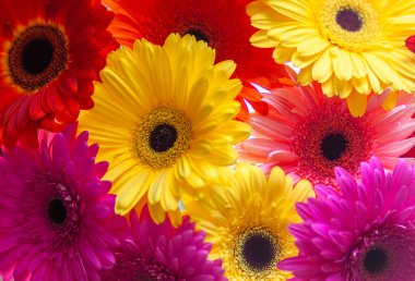 Renkli Çiçek açan Gerber Daisy Çiçekleri