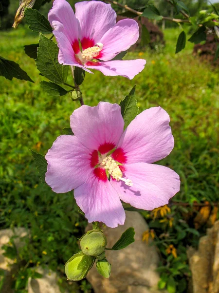 Розовый Гибискус Сирийский Фарфор — стоковое фото