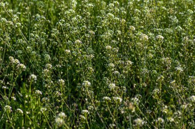 Tıbbi yabani beyaz çiçek çobanı çantası.