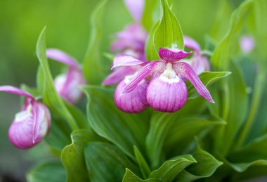 Ayakkabıya benzeyen Cypripedium pembe çiçekleri.