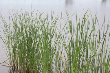 Göl kenarındaki rüzgarda hareket eden yeşil uzun otlar.
