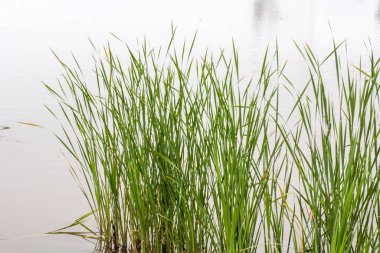 Göl kenarındaki rüzgarda hareket eden yeşil uzun otlar.