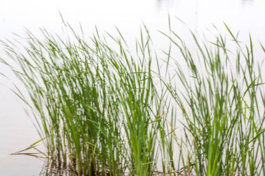 Göl kenarındaki rüzgarda hareket eden yeşil uzun otlar.