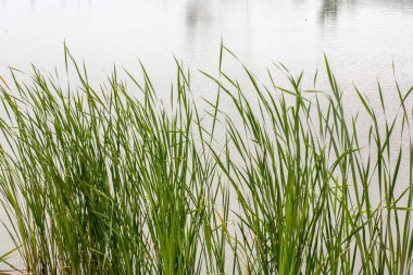 Göl kenarındaki rüzgarda hareket eden yeşil uzun otlar.