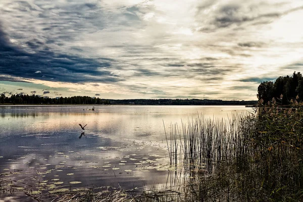 Ensam Anka Blev Rädd För Fotografen Och Drog Iväg Hög — Stockfoto