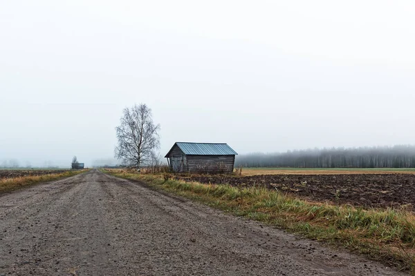 Una Betulla Nuda Trova Vicino Una Vecchia Casa Fienile Nella — Foto Stock