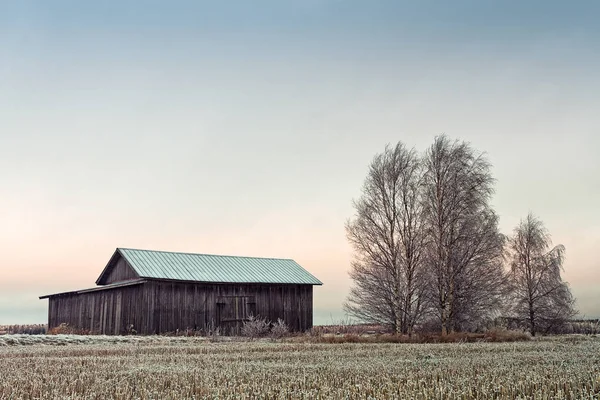 在芬兰北部寒冷的田野上 一座古老的谷仓房子就站在桦树旁 太阳升起 给场景涂上琥珀色的颜色 — 图库照片