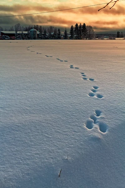 The rabbit has run over the snowy field at the rural Finland. The sun sets beautifully although it's only early afternoon. — Stock Image Rabbit Has Run Snowy Field Rural Finland Sun Sets Beautifully Royalty Free Stock Images