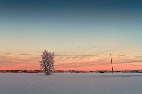 Verschneiter Baum im Sonnenuntergang — Stockfoto