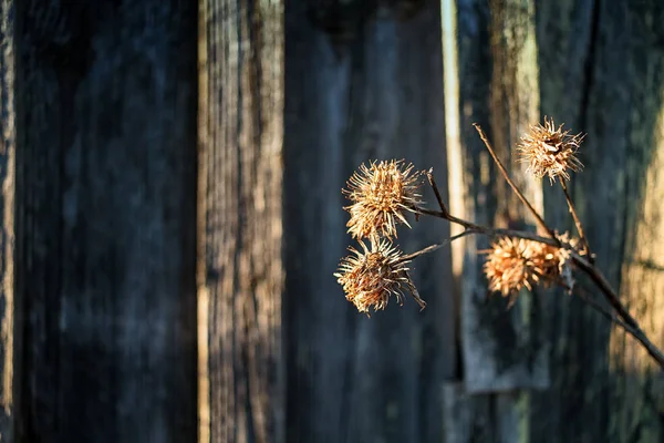 Melankoli Thistle Branch av Ladugårds muren — Stockfoto