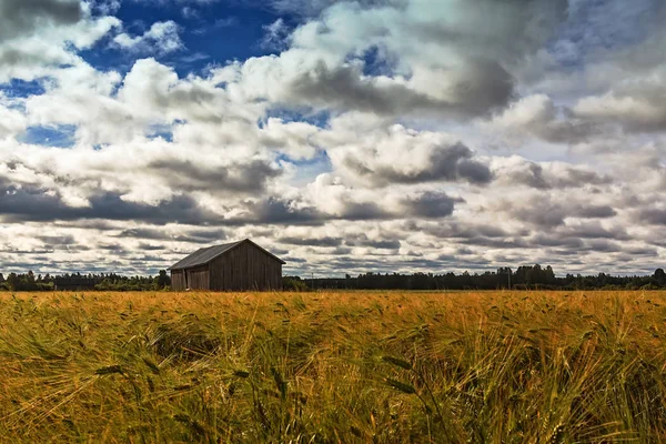 Casa do celeiro no meio do campo de centeio — Fotografia de Stock