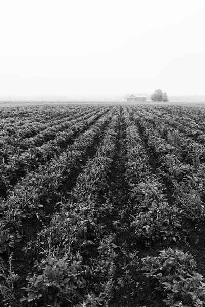 Rows Of Potato On A Misty Morning
