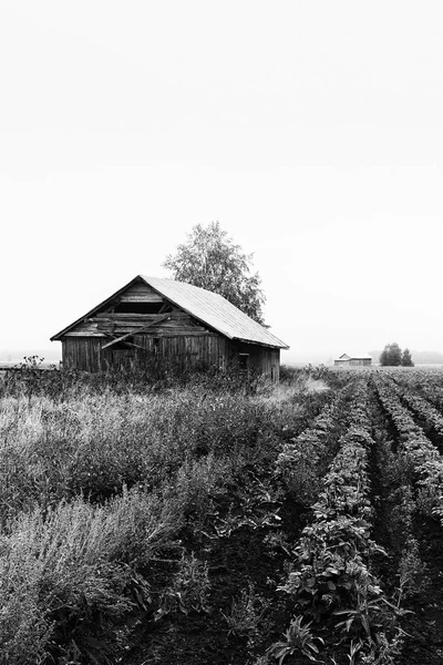 Старі сарай будинки під туман — стокове фото