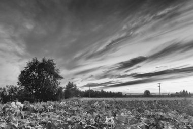 Finlandiya kırsalında bir yaz akşamı güneş tarlaların üzerinde batar. Bulutlar gökyüzünde dramatik oluşumlar yaratır..