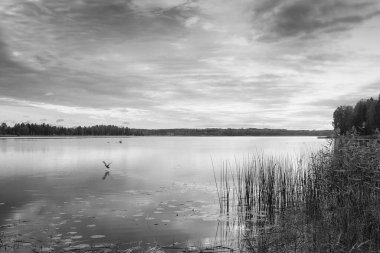 Yalnız ördek korkar ve güzel bir yaz sabahı Kuzey Finlandiya 'da bir gölde havalanır..