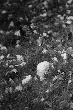Sonbahar yaprakları arasında minik, yuvarlak, sivri bir mantar yetişir..
