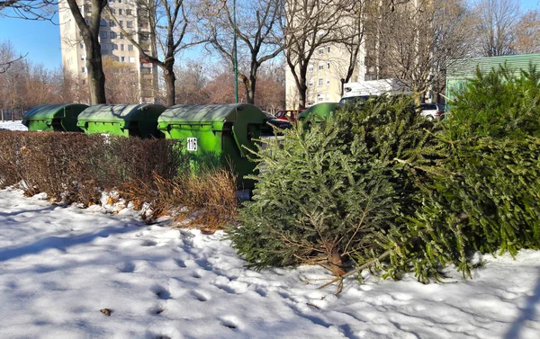 Dibuang Pohon Natal Samping Tempat Sampah Stok Foto
