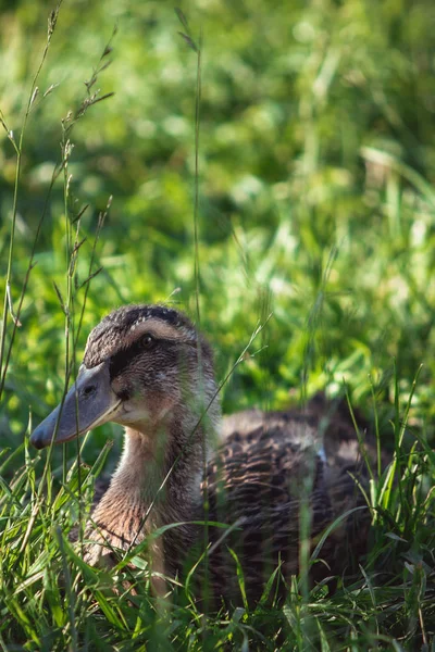 Volaille Ferme Canard Dans Herbe Photos Extérieur — Photo