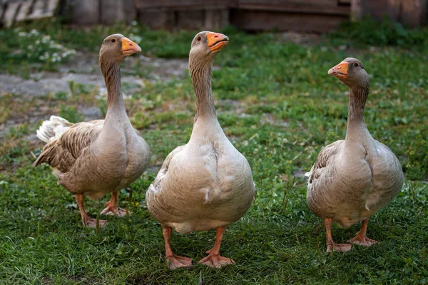 Geese Poultry Farm Photo Open Air — Stock Photo, Image