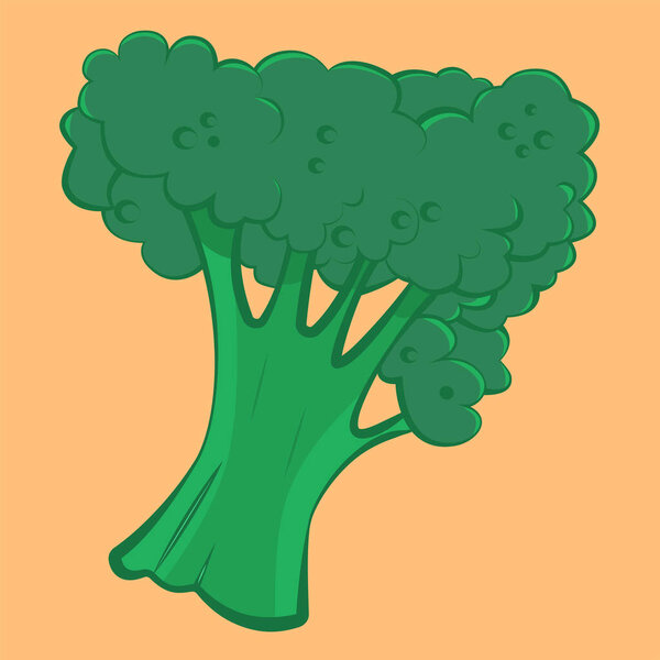 Appetizing broccoli. Healthy green vegetable.