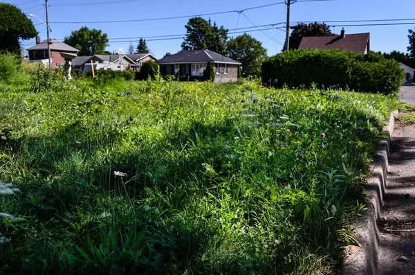 Vorstädtischer Rasen Mit Unkraut Überwuchert Hintergrund Häuser Unter Blauem Himmel lizenzfreie Stockfotos