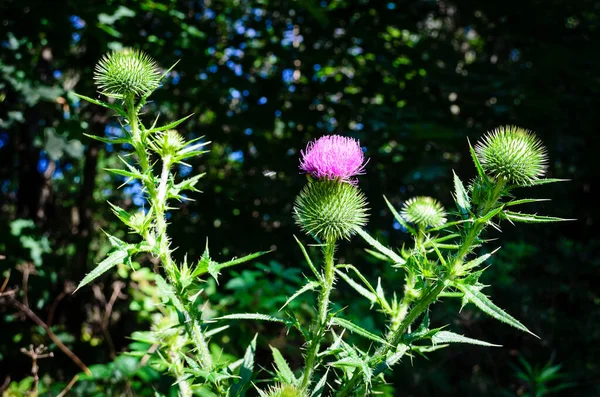 Primo Piano Gruppo Piante Cardo Viola Steli Spinosi Uno Sfondo — Foto Stock