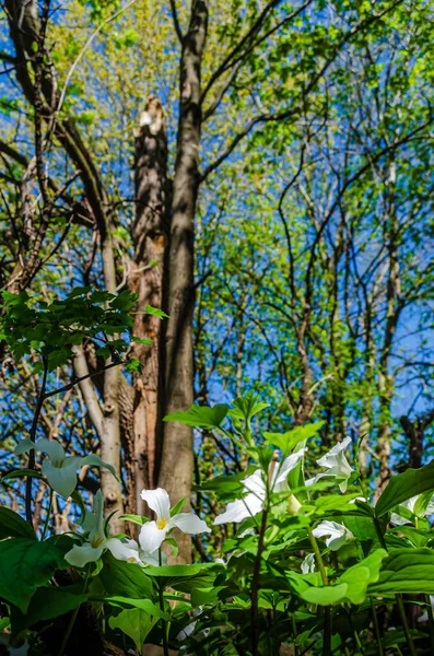 Vista Hacia Arriba Spring White Trilliums Suelo Del Bosque Mostrando —  Fotos de Stock