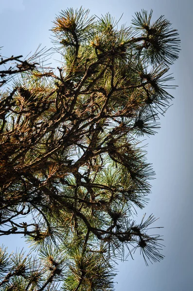Evergreen Träd Nålar Mot Blå Himmel Sommaren — Stockfoto