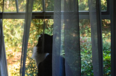 Genç kedi, perdenin arkasında açık bir pencere perdesinde oturuyor. Yazın çalılık bir arka bahçeye bakıyor.