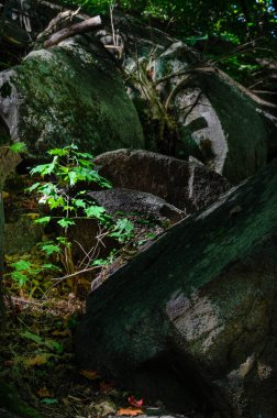 Genç akçaağaç, sonbaharda granit kayaların arasına güneş tarafından vurgulanır.