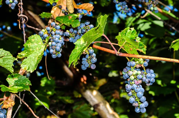 Bir yaz sabahı, koyu bir arka planı olan asmalardaki mor üzümlerin yakın çekimi..