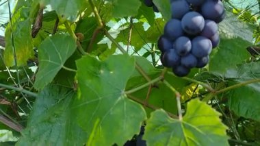Rüzgarda dalgalanan yeşil yapraklı mavi üzüm kümeleri. Şarap yapmak için cömert bir hasat. Yüksek kaliteli FullHD görüntüler