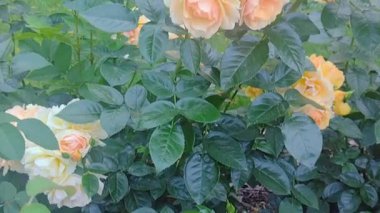 Zarif bir sabah bahçesinde yeşil bir çalıda turuncu gül çiçeği çelengi. Bol bol çiçek açar. Yüksek kaliteli HD görüntüler
