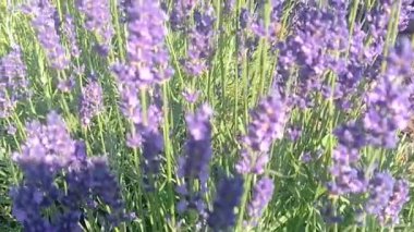 Mor lavanta çiçeği tarlası ve küçük arı uçuşu. Yüksek kaliteli HD görüntüler